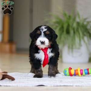 Chico, Mini Bernedoodle Puppy